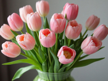 Красноярские специалисты начали проверку тюльпанов к 8 Марта
