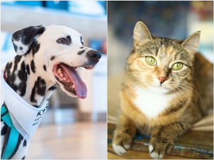 Питомцы на полную ставку: кем работают животные в Красноярске