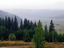 В Свердловской области за прошлый год в два раза выросло количество незаконных рубок леса