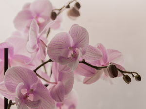 «Горкунов» вложит 1,7 миллиарда в строительство теплиц для выращивания орхидей