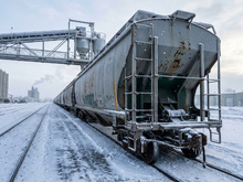 Китай переключил агроимпорт из Красноярского края с рапса на горох