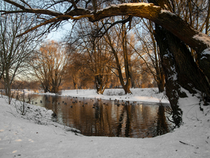 Синоптики обещают Новосибирску мокрый снег и температуру до ноля градусов