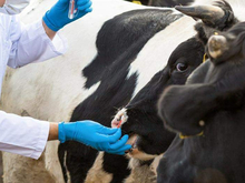 В Новосибирской области ввели режим ЧС из-за массовых заболеваний животных