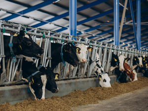 В Новосибирской области ввели режим ЧС из-за «вспышек болезней у скота»