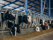 В Новосибирской области ввели режим ЧС из-за «вспышек болезней у скота»