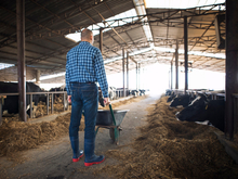 Причиной эпидемии в Новосибирске назвали «халатность при ведении подсобного хозяйства»