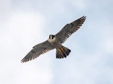 Сапсаны Уралсиба прилетели в Уфу с весной на крыльях