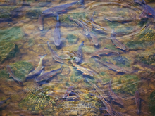 Стало известно, когда в Новосибирске начнется производство кормов для рыб