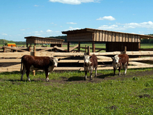 Казахстан прекратил ввоз скота из России в связи с пастереллезом