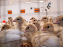 Тюменскую птицефабрику начали заселять индейкой после снятия карантина