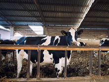 Власти: Отсутствие новых очагов инфекции подтверждает эффективность мер