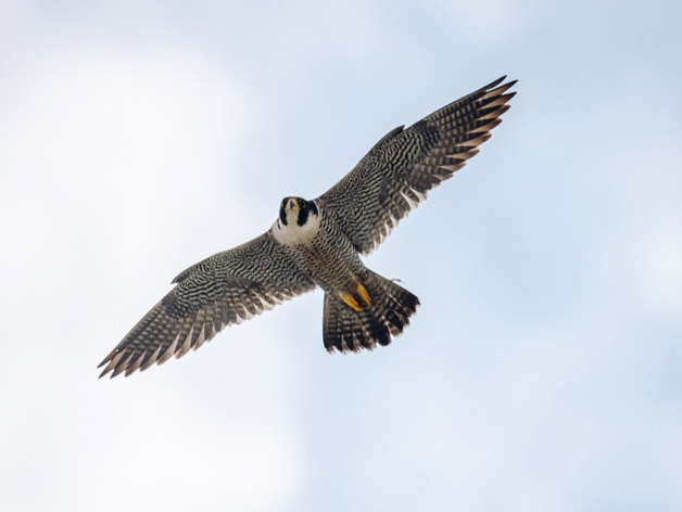 Сапсаны Уралсиба прилетели в Уфу с весной на крыльях Сапсаны Уралсиба прилетели в Уфу с весной на крыльях