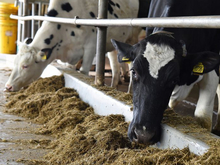 В Свердловской области частично сняли запрет на вывоз сырого молока