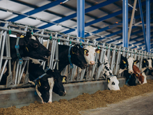 На нижегородской ферме ввели карантин из-за острой инфекции у коров