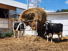 Почти 5 млрд руб. выделят на сельское хозяйство Свердловской области в 2026 году