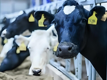 Фермер из Челябинской области наказан за нарушения в сфере ветеринарной безопасности
 