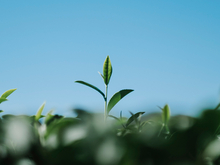 Новосибирская компания нанесла ущерб экологии почти на 20 миллионов