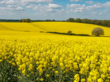 Красноярский край увеличит закупку товаров из Беларуси в обмен на рапс