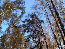 В Новосибирске создадут учреждение для охраны городских лесов