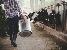 Почти 800 миллионов выделят на поддержку владельцев изъятого скота в регионе