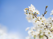 В Новосибирске продолжит теплеть в течение недели