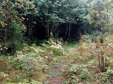 После введения особого противопожарного режима на Среднем Урале загорелись 23 га леса