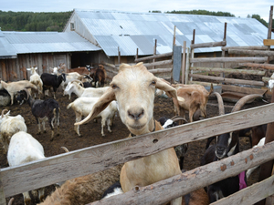 Размер — до 10 млн. Нижегородским проектам развития сельского туризма предоставят гранты