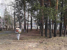 Около тысячи жителей Тюменской области обратились к медикам из-за укуса клеща