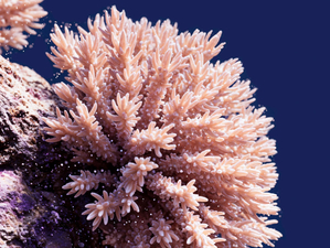 На новосибирской таможне обнаружили крупный редкий коралл у пассажира из ОАЭ