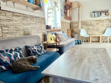 Проработавшее почти 10 лет котокафе закрывается в Челябинске
