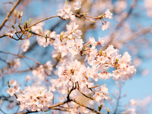Совсем летняя погода установится в Новосибирске на выходных