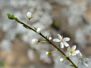 Дожди и понижение температуры принесут прохладу в Новосибирск 