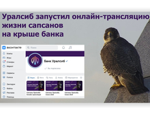 Уралсиб запустил онлайн-трансляцию жизни сапсанов на крыше банка