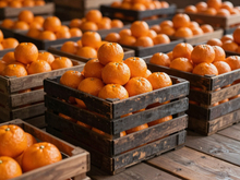 Красноярский край возглавил ТОП по импорту цитрусовых в Сибири