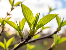 Погода на предстоящей рабочей неделе в Красноярске станет летней
