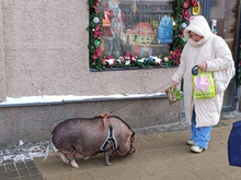 Всех домашних животных РФ хотят занести в специальный госреестр