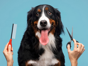 В Новосибирске почти на 10% выросло количество зоосалонов 