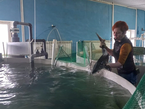 Крупные производители рыбы просят у правительства РФ деньги на закупку вакцин