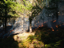 Для быстрого поиска пожаров предложили использовать ИИ