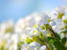 Теплая весна снова вернется в Новосибирск на длинных выходных