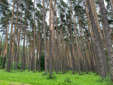 В Тюменской области снят запрет на посещение лесов (но угроза еще не миновала)