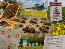 В Красноярском крае расследуют массовый мор пчел

