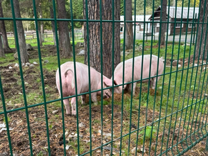 В тюменских районах проводят закупки в рамках ЧС из-за заболевания свиней