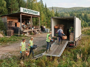 Красноярские дикоросы и сельхозпродукцию повезут за рубеж за счет бюджета