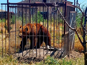 В Свердловской области медведи крушат автомобили на парковках. Одного ликвидировали
