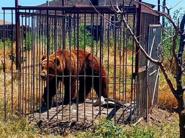 В Свердловской области медведи крушат автомобили на парковках. Одного ликвидировали