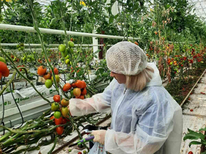 Тепличный комбинат под Тюменью вложил 2 млрд рублей в светодиодные лампы